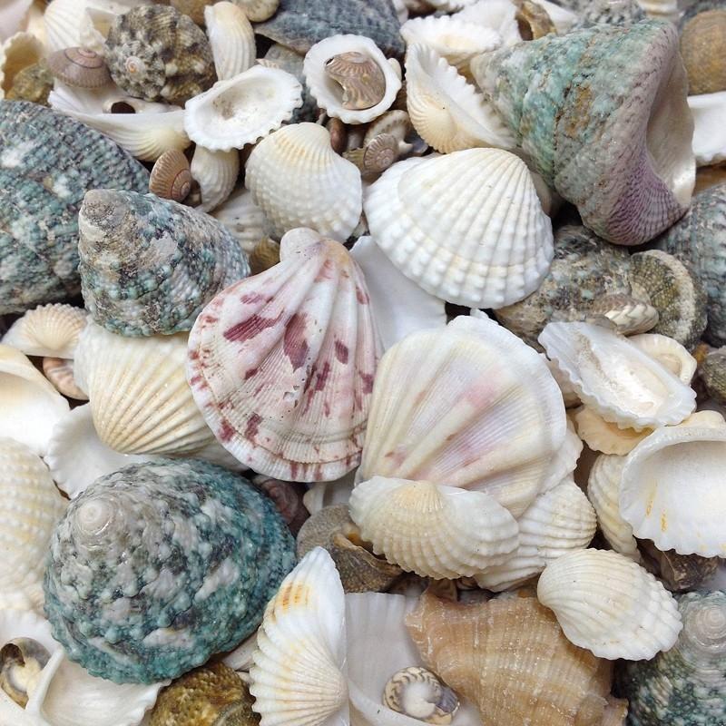 Arbee Assorted Sea Shells - Image 2