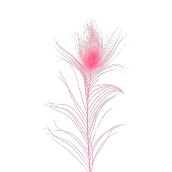 Peacock Feather, 25-30cm